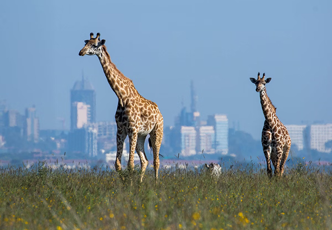 1 Day Nairobi Safari / 1 Day Nairobi City Tour