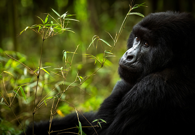 2 Days Gorilla Trekking in Rwanda