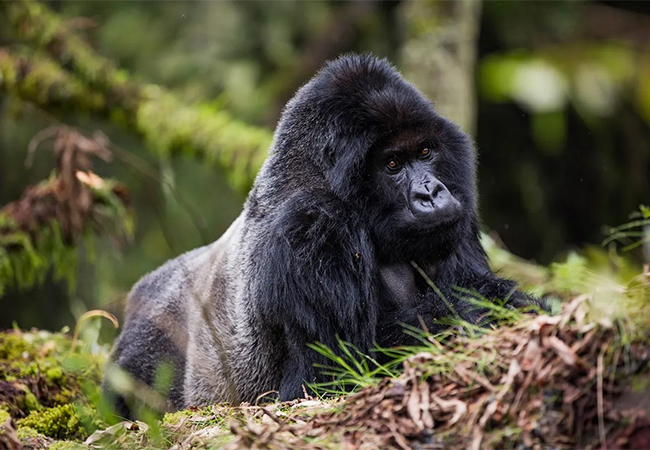 3 Days Gorilla and Golden Monkey Tracking in Rwanda