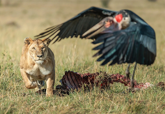 3 Days Masai Mara Game Reserve